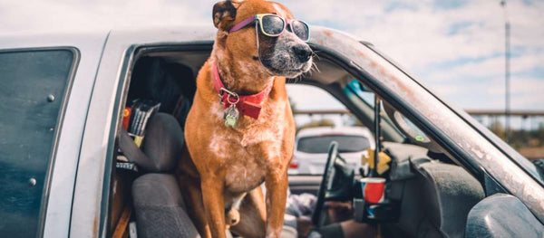 The Best Truck Seat Covers for Dogs